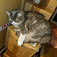 Ponga participe au concours pour gagner de l'argent avec cette photo : animal, brown, cardboard_boxes, cat, closed_eyes, cozy, cute, domestic_cat, feline, fluffy, fur, indoor, pet, quiet, relaxed, resting, sleeping, soft, stacked_boxes, white_paw