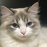 Princesse a rejoint le concours — aidez-le/la à gagner de superbes lots ! animal, blue_eyes, calm, cat, close_up, cute, domestic_cat, ears, feline, fluffy_fur, gray_markings, indoor, mammal, pet, pink_nose, portrait, resting, soft_texture, whiskers, white_fur