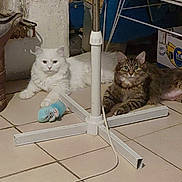 Calypso participe au concours pour gagner de l'argent avec cette photo : animal, box, cat, clutter, cord, domestic, feline, floor, home, indoor, laying_down, mouse_toy, pet, relaxed, tabby_cat, tile_floor, toy, two_cats, white_cat, white_metal_stand