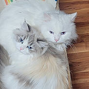 Onyx participe au concours pour gagner de l'argent avec cette photo : cat, cats, fluffy, feline, box, cardboard, snuggling, cozy, indoor, pets, cute, fur, blue_eyes, white_cat, gray_cat, resting, floor, wood_floor, close_up, domestic_cat