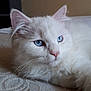 Onyx participe au concours pour gagner de l'argent avec cette photo : animal, blue_eyes, cat, close_up, cute, ears, face, feline, fluffy, fur, indoor, peaceful, pet, pink_nose, portrait, relaxed, resting, soft_fur, whiskers, white_cat