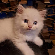 Onyx participe au concours pour gagner de l'argent avec cette photo : animal, blue_eyes, blurred_background, cat, closeup, curious, cute, domestic_animal, feline, furry, indoor, kitten, mammal, pet, resting, small, soft, whiskers, white_fur, young
