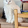 Onyx a rejoint le concours — aidez-le/la à gagner de superbes lots ! cat, white_cat, fluffy, blue_eyes, wooden_table, wooden_chair, indoor, pet, feline, domestic_animal, sitting, fur, table, chair, home, closeup, animal, cute, looking, still_life