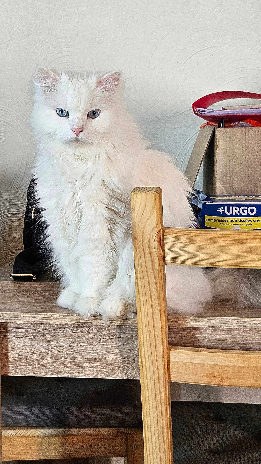 Onyx a rejoint le concours — aidez-le/la à gagner de superbes lots ! cat, white_cat, fluffy, blue_eyes, wooden_table, wooden_chair, indoor, pet, feline, domestic_animal, sitting, fur, table, chair, home, closeup, animal, cute, looking, still_life