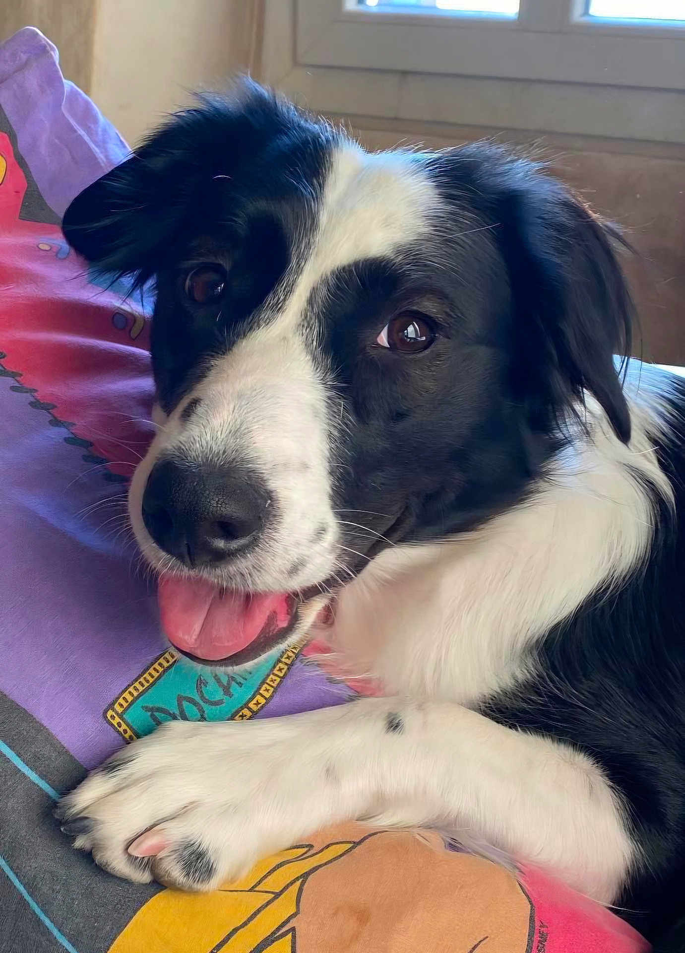 Pandora participe au concours pour gagner de l'argent avec cette photo : dog, border_collie, black_and_white, tongue_out, paw, close_up, pet, indoor, pillow, bed, relaxed, looking_at_camera, nose, whiskers, fur, eyes, smiling, domesticated_animal, resting, portrait