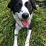 Pandora a rejoint le concours — aidez-le/la à gagner de superbes lots ! dog, black_and_white, border_collie_like, grass, tongue_out, happy, panting, pet, close_up, face, eyes, nose, paws, fur, collar, outdoor, nature, summer, portrait, playful