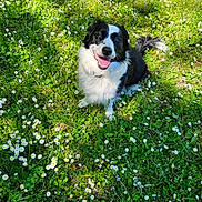 Pandora a rejoint le concours — aidez-le/la à gagner de superbes lots ! dog, border_collie, grass, daisies, flowers, meadow, happy, smiling, tongue_out, pet, nature, outdoors, sitting, greenery, sunlight, canine, portrait, spring, playful, field
