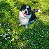 border_collie, canine, daisies, dog, field, flowers, grass, greenery, happy, meadow, nature, outdoors, pet, playful, portrait, sitting, smiling, spring, sunlight, tongue_out