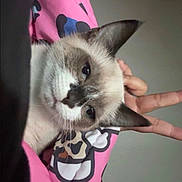 Mittens joined the competition — help win amazing prizes! animal, blanket, bunny_ears, cat, closeup, cozy, cute, domestic_cat, ears, feline, hand, indoor, pattern, pet, pink, playful, relaxed, siamese_cat, sleepy, whiskers