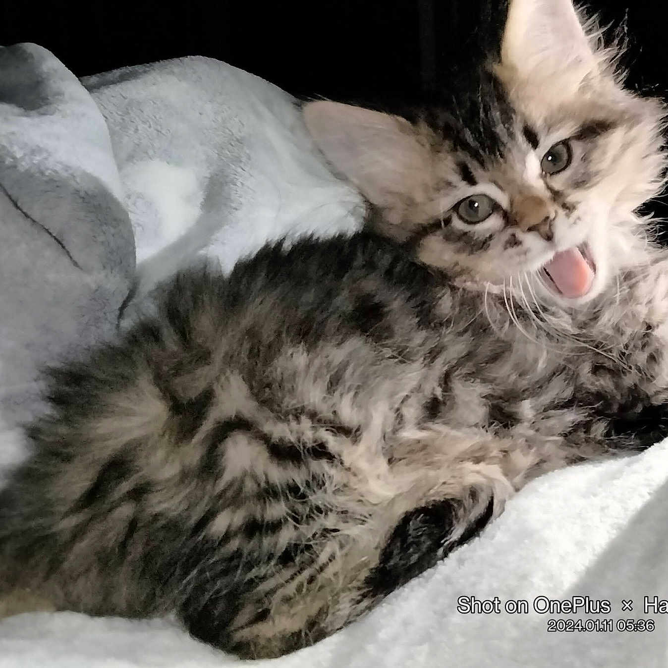 Sharky is registered to the contest to win money with this photo: kitten, cat, feline, tabby, fluffy, pet, animal, cute, young, fur, blanket, cozy, indoor, resting, playful, mouth_open, whiskers, eyes, bed, soft
