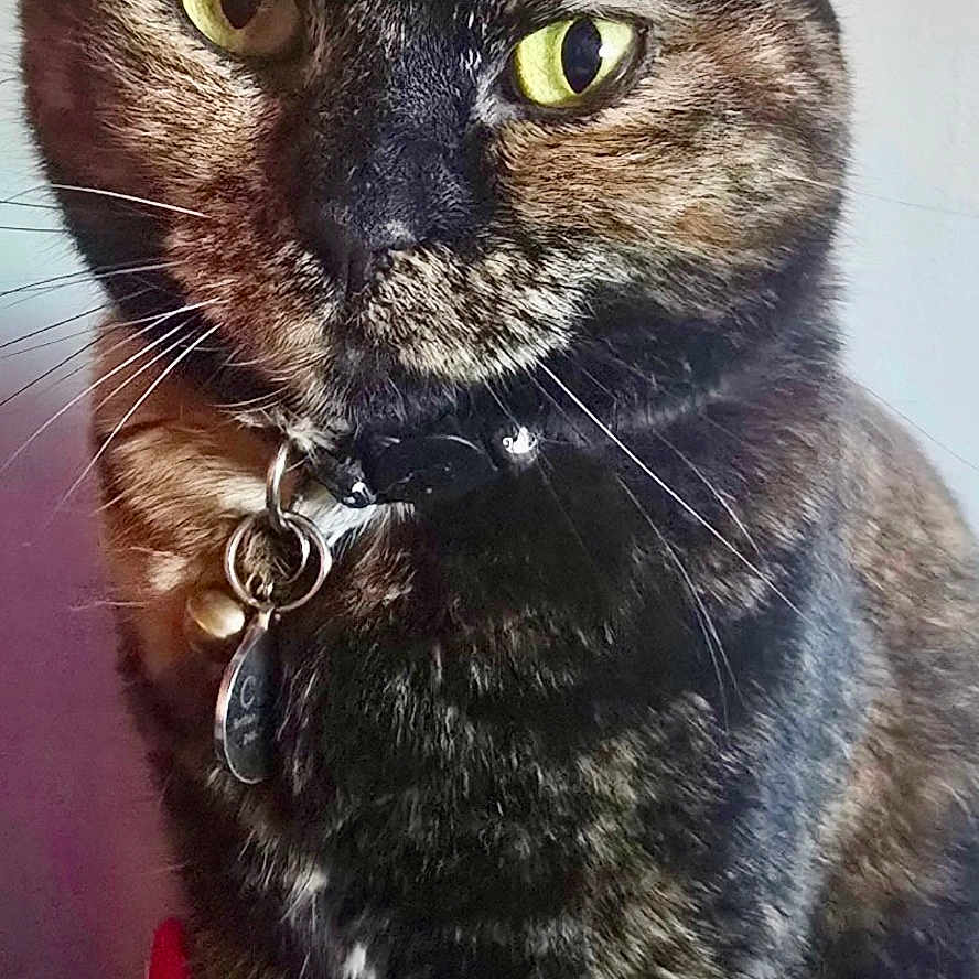 Callie joined the competition — help win amazing prizes! abyssinian, accessories, angora, animal, bird, blackbird, blackcat, brasssection, cat, collar, egyptiancat, formalwear, horn, kitten, leash, manx, musicalinstrument, pet, snout, tie