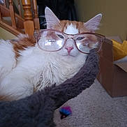 Milo is registered to the contest to win money with this photo: cat, glasses, orange_and_white, fluffy, indoor, carpet, stairs, toy, box, furniture, pet, relaxed, close_up, face, whiskers, nose, ears, home, cozy, funny