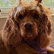 Pixie is registered to the contest to win money with this photo: animal, bandana, calm, close_up, curly_fur, cute, dog, domestic_animal, ears, face, fur, golden, indoors, mammal, pet, polka_dot, pony_tail, portrait, purple, window
