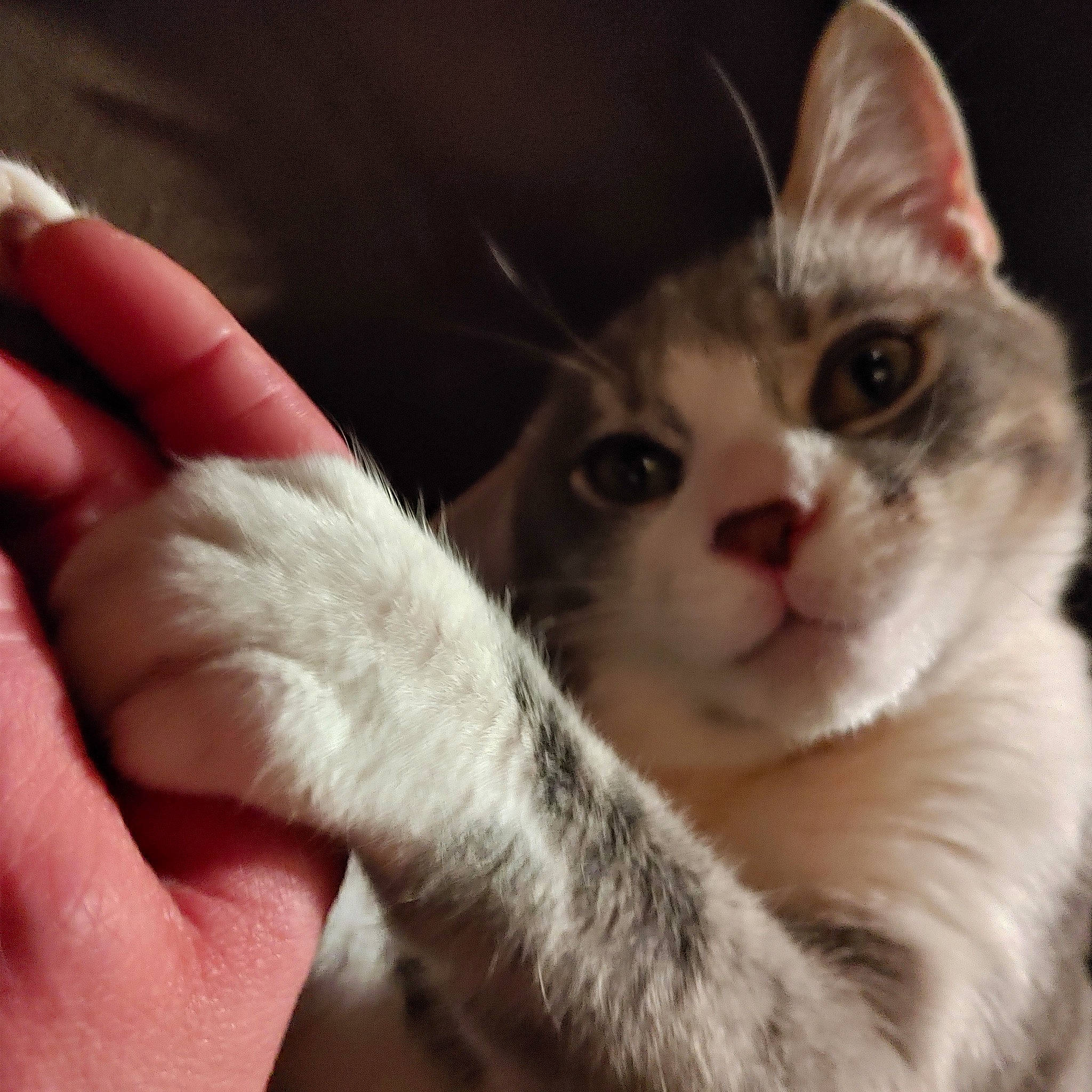 Jackson joined the competition — help win amazing prizes! carnivore, cat, claw, domestic_short_haired_cat, ear, felidae, finger, fur, hand, nail, paw, small_to_medium_sized_cats, snout, thumb, whiskers