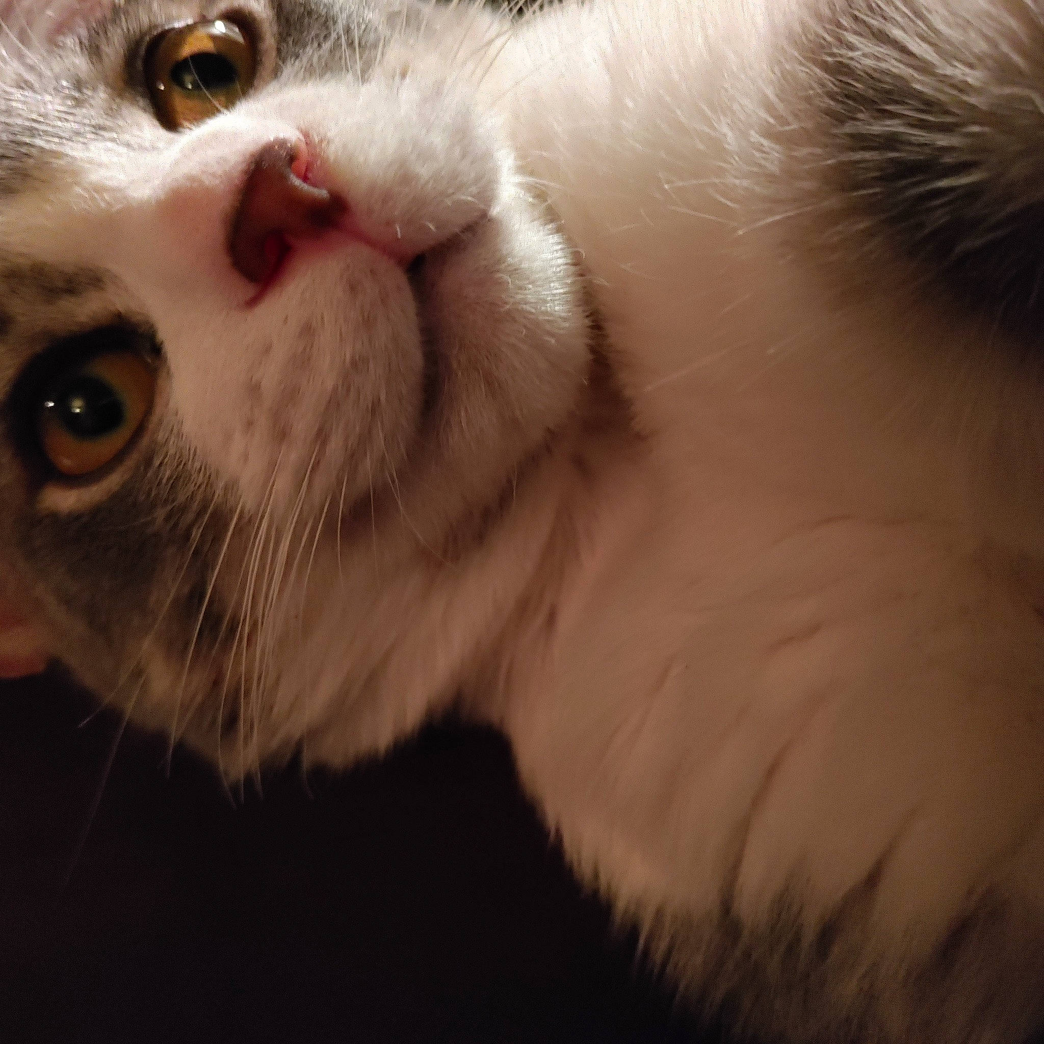 Jackson is registered to the contest to win money with this photo: carnivore, cat, claw, close_up, domestic_short_haired_cat, ear, eyelash, fawn, felidae, fur, paw, small_to_medium_sized_cats, snout, vertebrate, whiskers