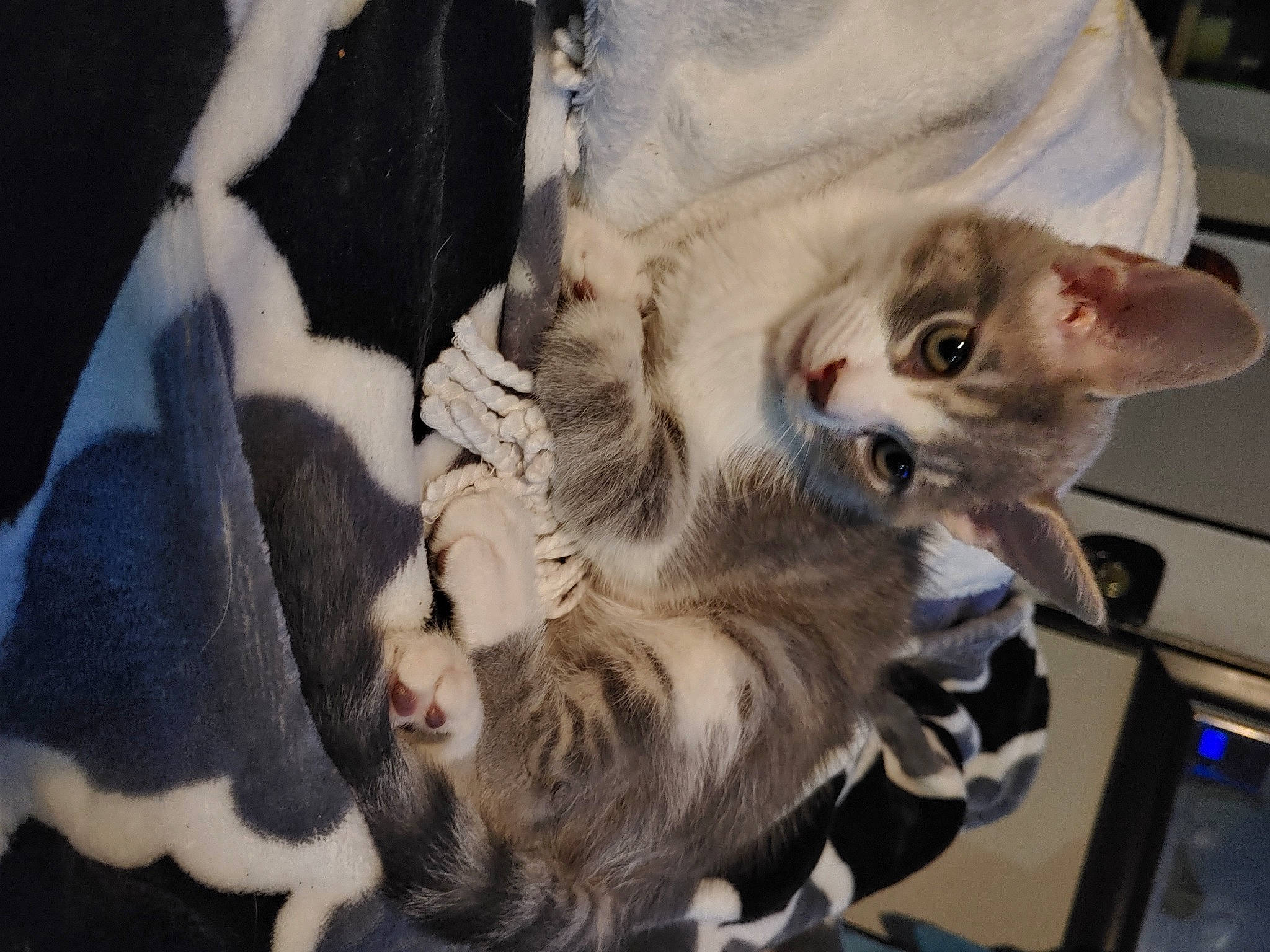 Jackson is registered to the contest to win money with this photo: carnivore, cat, claw, comfort, domestic_short_haired_cat, fawn, felidae, fur, paw, small_to_medium_sized_cats, tail, whiskers