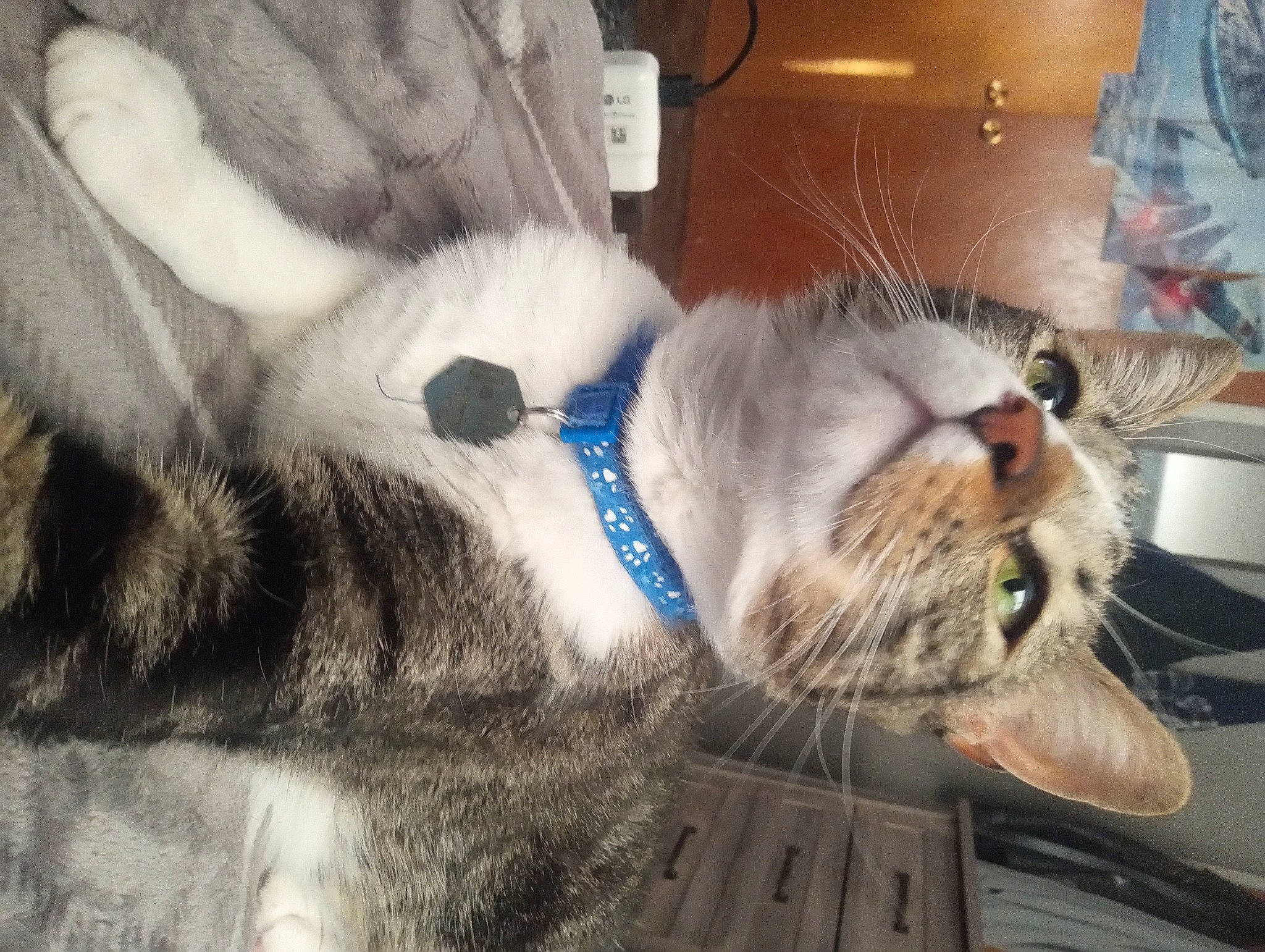 Yoda joined the competition — help win amazing prizes! carnivore, cat, claw, collar, comfort, domestic_short_haired_cat, ear, felidae, fur, nap, paw, sleep, small_to_medium_sized_cats, snout, tail, whiskers