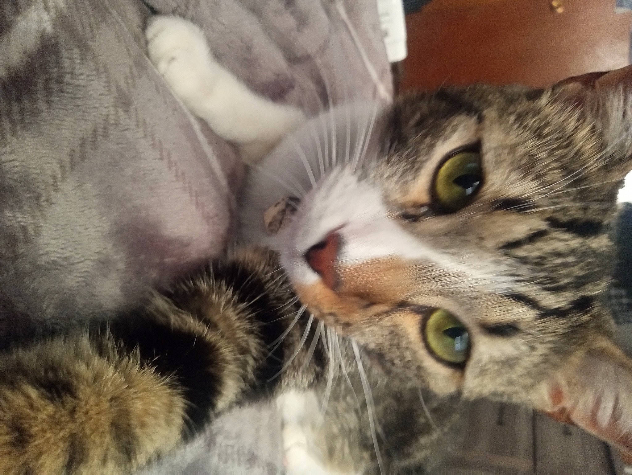 Yoda joined the competition — help win amazing prizes! carnivore, cat, claw, comfort, domestic_short_haired_cat, ear, eye, felidae, fur, paw, small_to_medium_sized_cats, snout, terrestrial_animal, whiskers