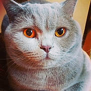 Opium participe au concours pour gagner de l'argent avec cette photo : cat, close_up, gray_cat, orange_eyes, whiskers, fur, pet, animal, domestic_cat, face, portrait, looking, cute, feline, indoor, soft_light, ears, nose, expression, mammal