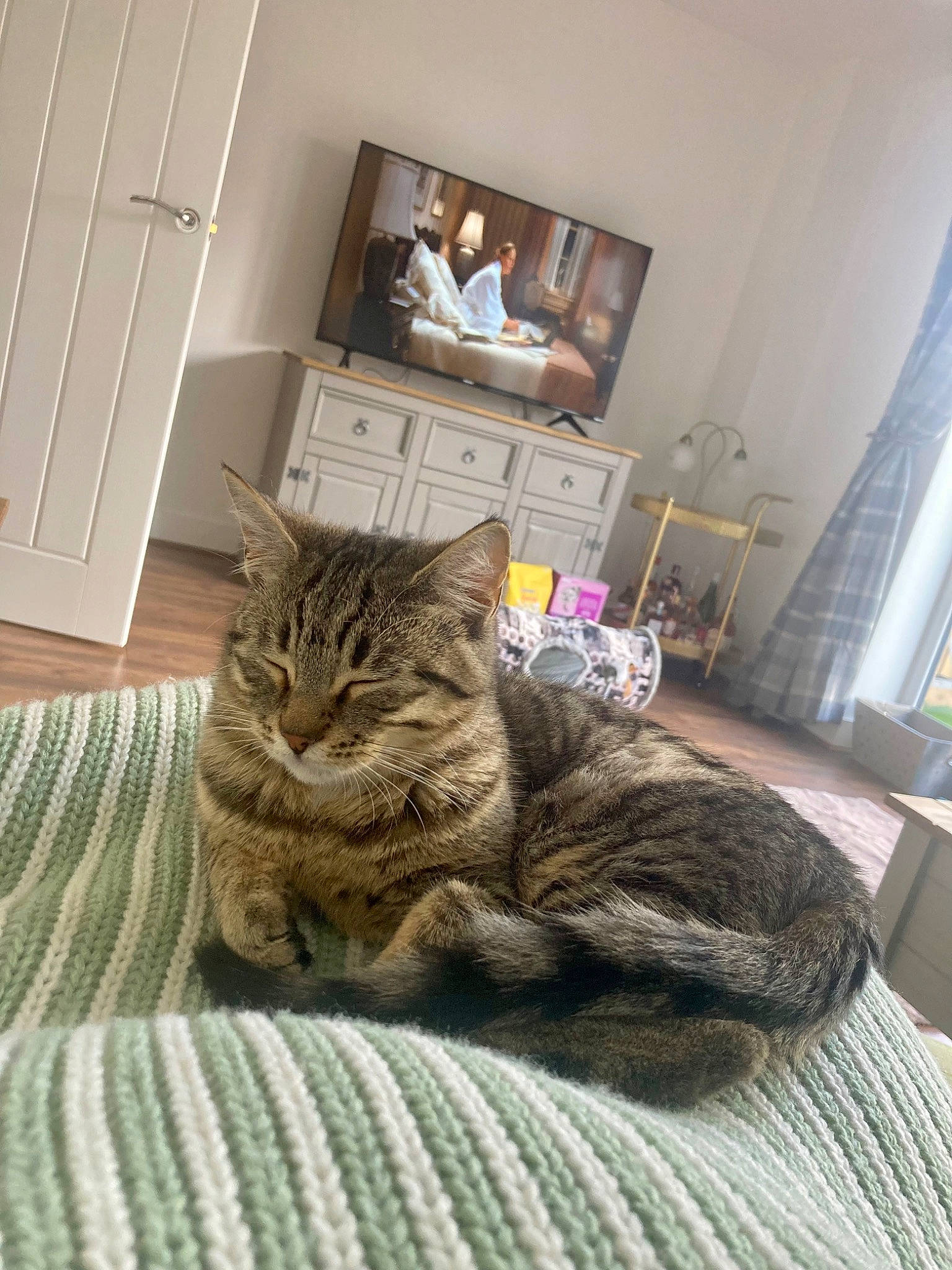 Dottie joined the competition — help win amazing prizes! cabinetry, carnivore, cat, comfort, domestic_short_haired_cat, drawer, felidae, floor, flooring, fur, grey, hardwood, linens, picture_frame, room, shelf, small_to_medium_sized_cats, tail, whiskers, wood