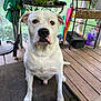 dog, white_dog, pet, animal, porch, wooden_floor, mat, umbrella, chair, plant, window, indoor, household_items, sitting, looking_at_camera, ears, nose, tail, paw, expression