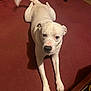 Mozart is registered to the contest to win money with this photo: dog, white_dog, indoor, carpet, pet, animal, canine, floor, furniture, chair, tail, paw, looking_up, calm, curious, relaxed, mammal, domestic_animal, four_legs, ears