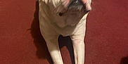 Mozart is registered to the contest to win money with this photo: dog, white_dog, stretching, carpet, indoor, pet, paw, nose, floor, sock, foot, looking_up, animal, mammal, canine, companion, cute, domestic, curious, house