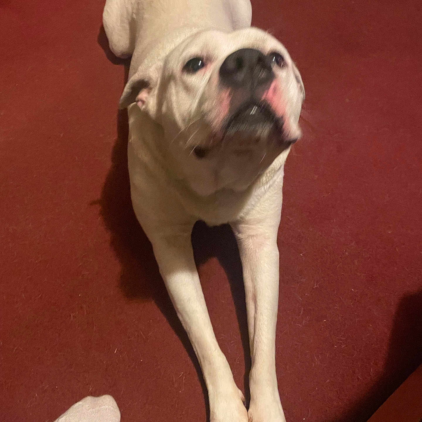 Mozart is registered to the contest to win money with this photo: animal, canine, carpet, companion, curious, cute, dog, domestic, floor, foot, house, indoor, looking_up, mammal, nose, paw, pet, sock, stretching, white_dog