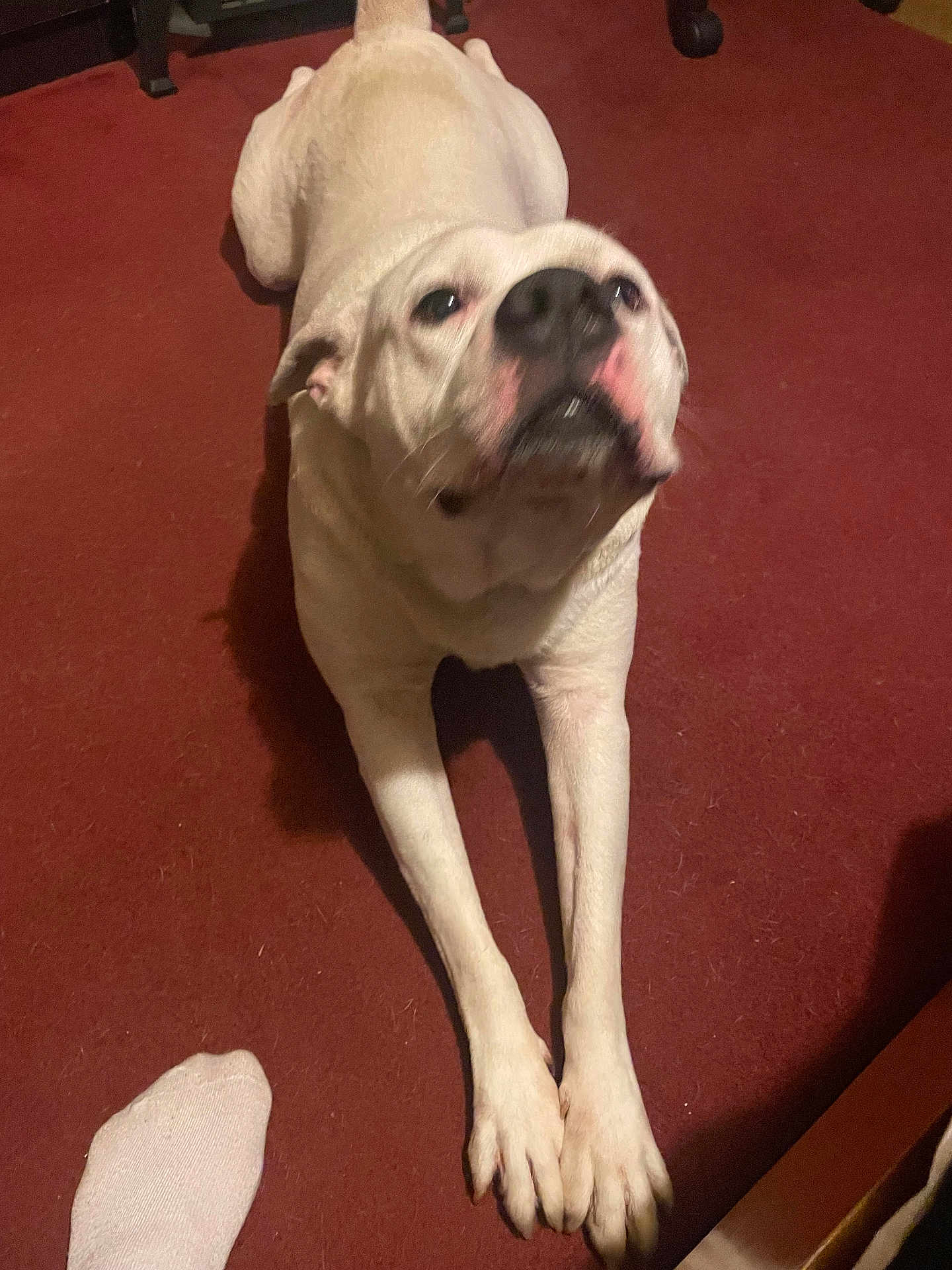 Mozart is registered to the contest to win money with this photo: dog, white_dog, stretching, carpet, indoor, pet, paw, nose, floor, sock, foot, looking_up, animal, mammal, canine, companion, cute, domestic, curious, house