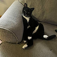 Lulu is registered to the contest to win money with this photo: cat, tuxedo_cat, black_and_white, pet, feline, relaxed, couch, furniture, indoor, whiskers, paw, sitting, cute, animal, household, cozy, comfort, resting, looking, texture