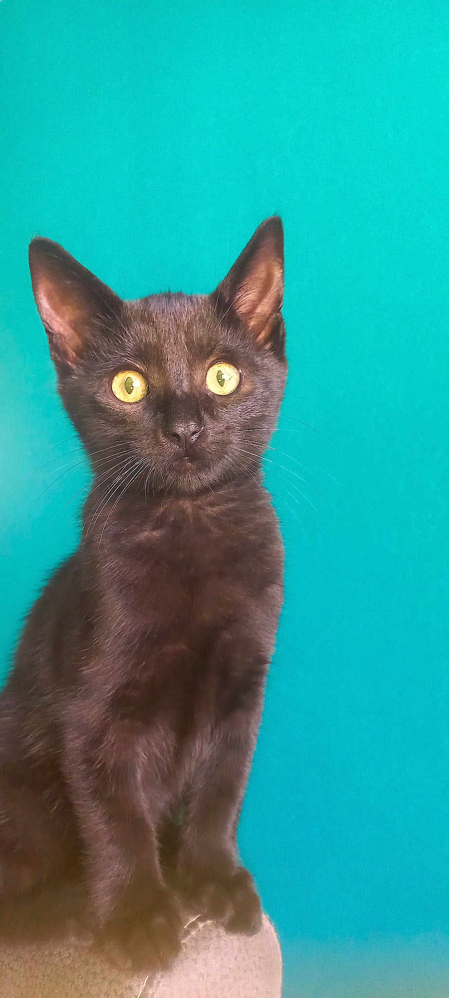 Onyx