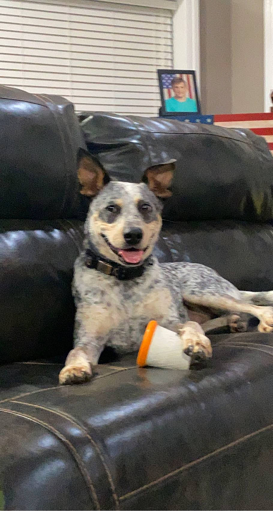 Augustus is registered to the contest to win money with this photo: canidae, carnivore, chair, collar, comfort, companion_dog, couch, dog, dog_breed, dog_supply, furniture, herding_dog, living_room, picture_frame, recreation, sitting, snout, sporting_group, studio_couch, texas_heeler