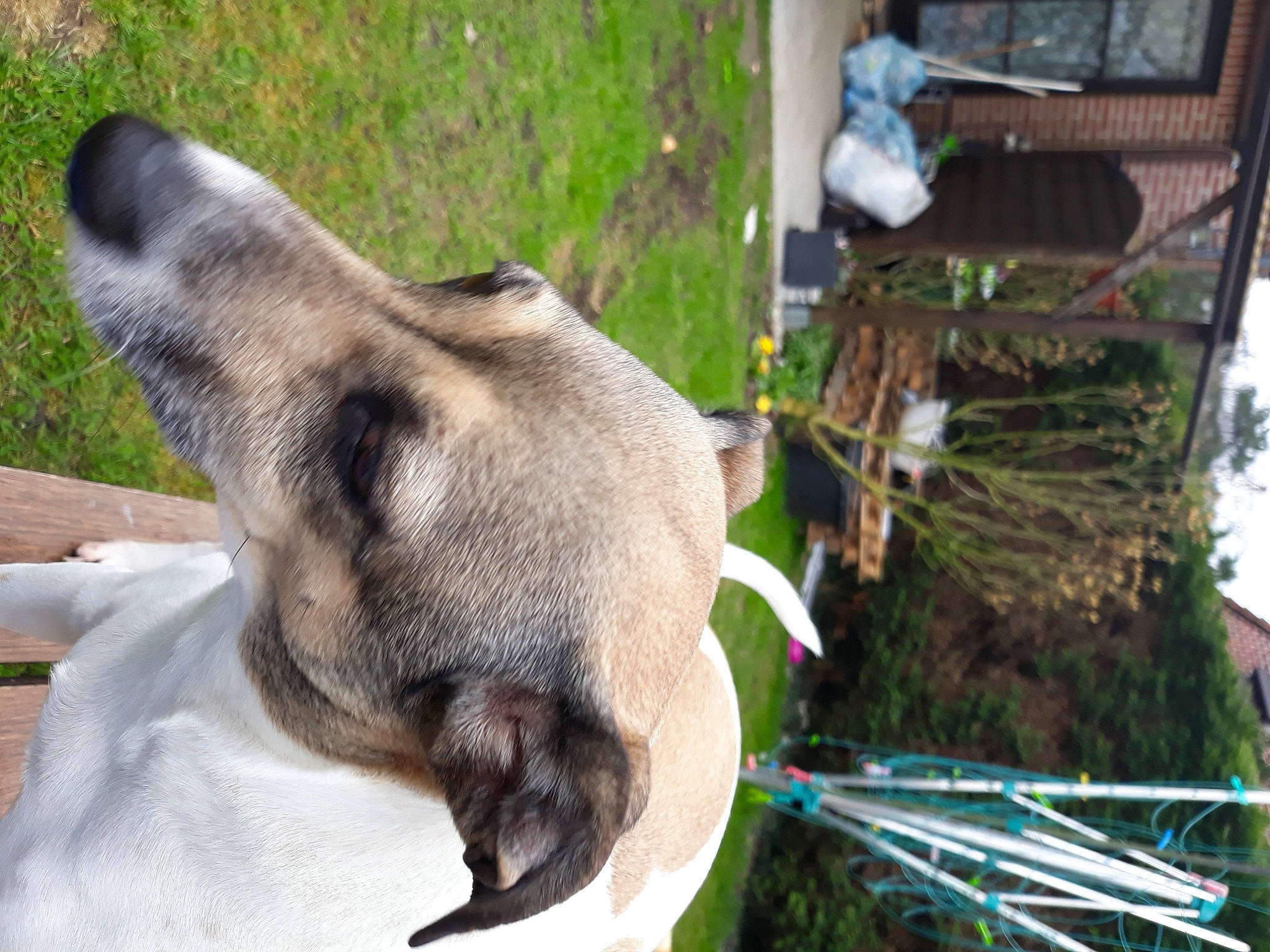 Rambo a rejoint le concours — aidez-le/la à gagner de superbes lots ! canidae, carnivore, collar, companion_dog, dog_breed, dog_collar, fawn, fur, grass, non_sporting_group, pack_animal, paw, pet_supply, plant, sporting_group, terrestrial_animal, tree, wildlife, working_animal