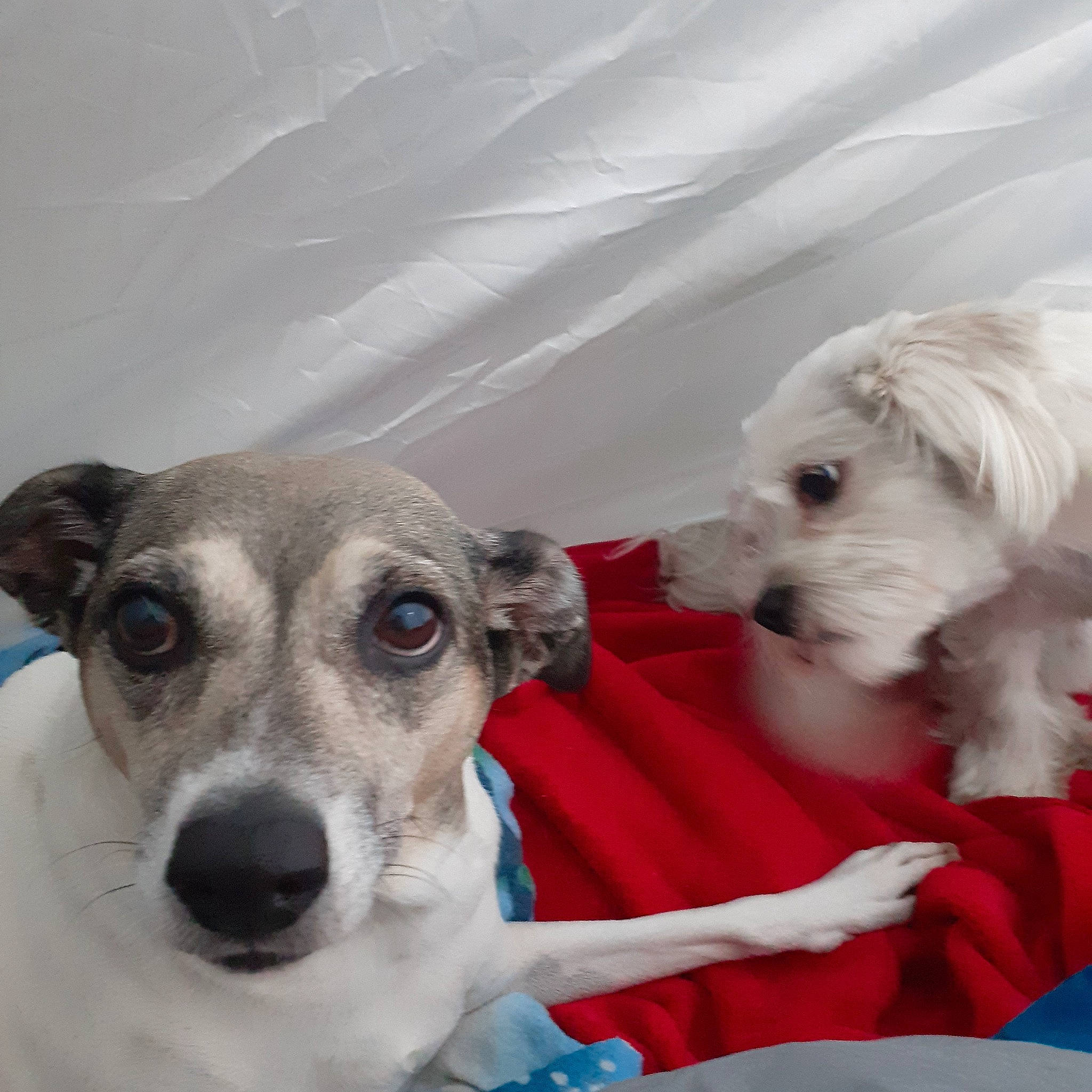 Rambo participe au concours pour gagner de l'argent avec cette photo : canidae, carnivore, collar, companion_dog, dog, dog_breed, dog_collar, dog_supply, magyar_agar, mammal, pet_supply, sighthound, snout, sporting_group, terrestrial_animal, toy_dog, vertebrate, whiskers, white, working_animal