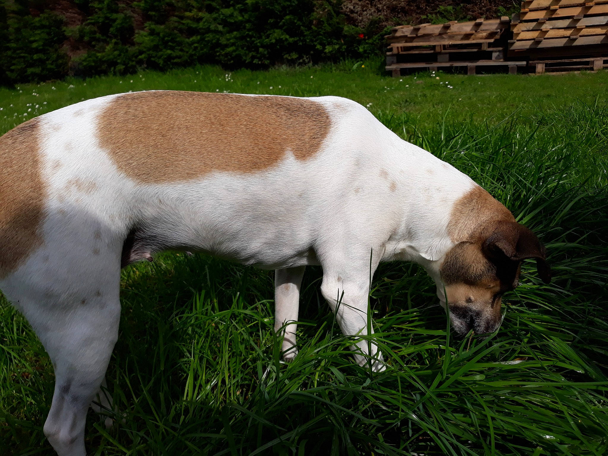 Rambo participe au concours pour gagner de l'argent avec cette photo : bench, dog_breed, fawn, fur, goat, grass, grass_family, grassland, grazing, head, human_leg, liver, livestock, natural_landscape, pasture, plant, snout, tail, terrestrial_animal, working_animal