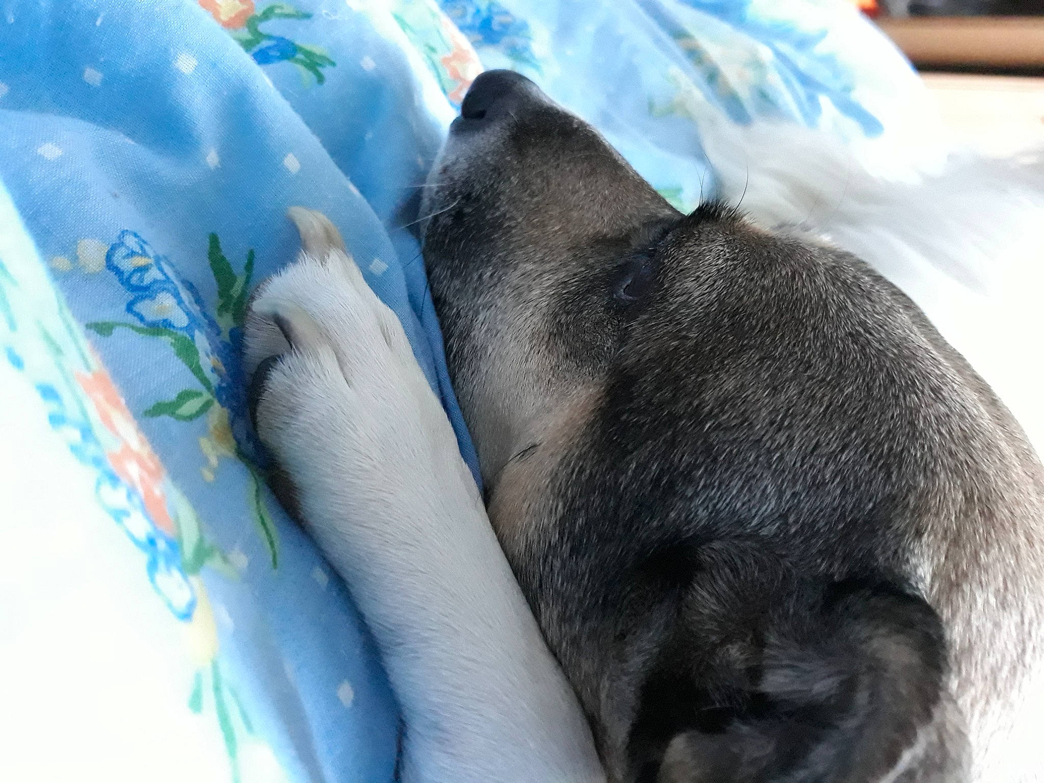 Rambo a rejoint le concours — aidez-le/la à gagner de superbes lots ! carnivore, comfort, companion_dog, dog, dog_breed, electric_blue, fawn, felidae, finger, fur, linens, mammal, nap, non_sporting_group, paw, small_to_medium_sized_cats, terrestrial_animal, vertebrate, whiskers, wrinkle