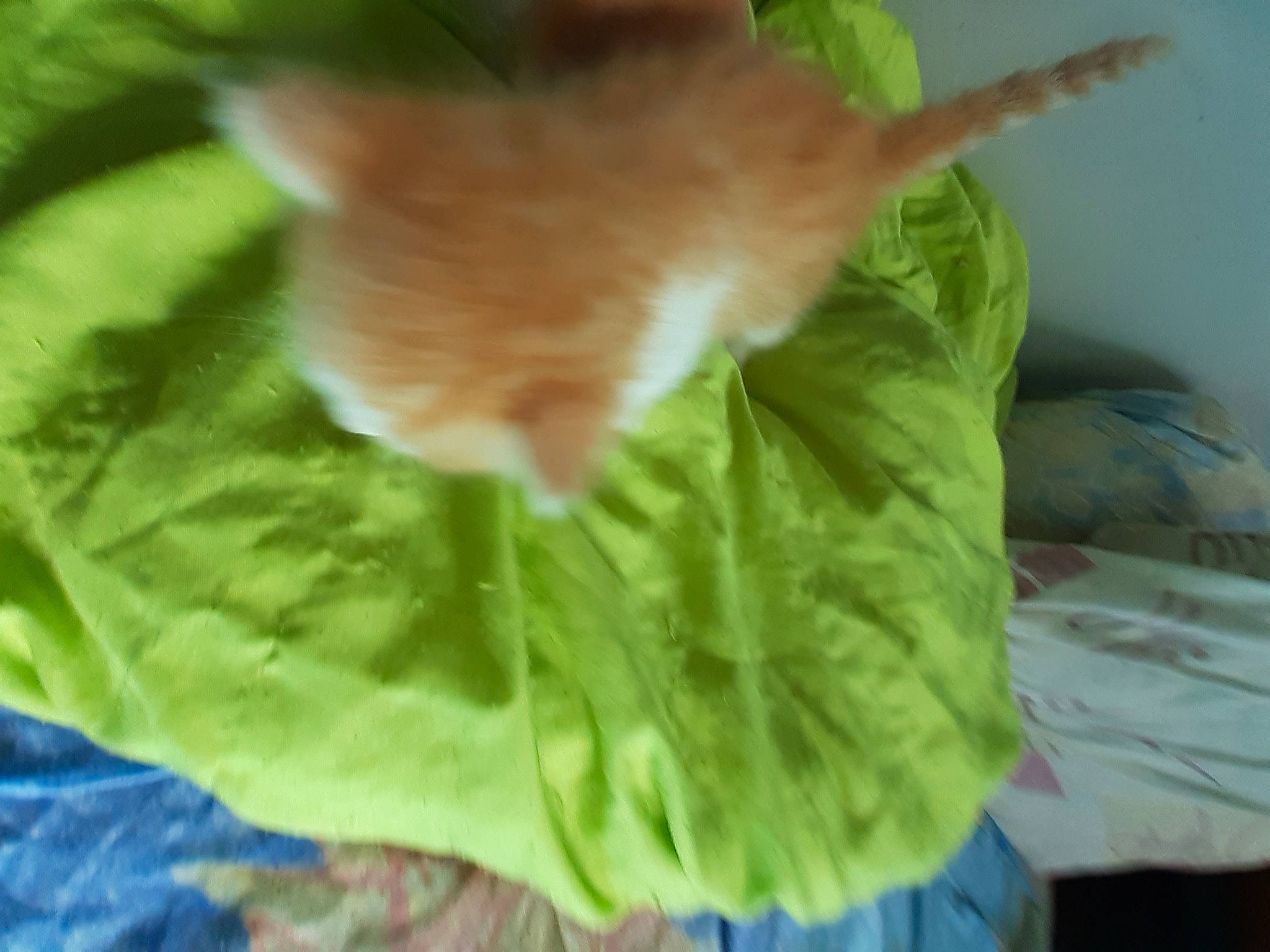 Victoire a rejoint le concours — aidez-le/la à gagner de superbes lots ! annual_plant, carnivore, cat, felidae, flowering_plant, fur, grass, herb, leaf_vegetable, plant, plant_stem, small_to_medium_sized_cats, tail, terrestrial_plant, tree, whiskers