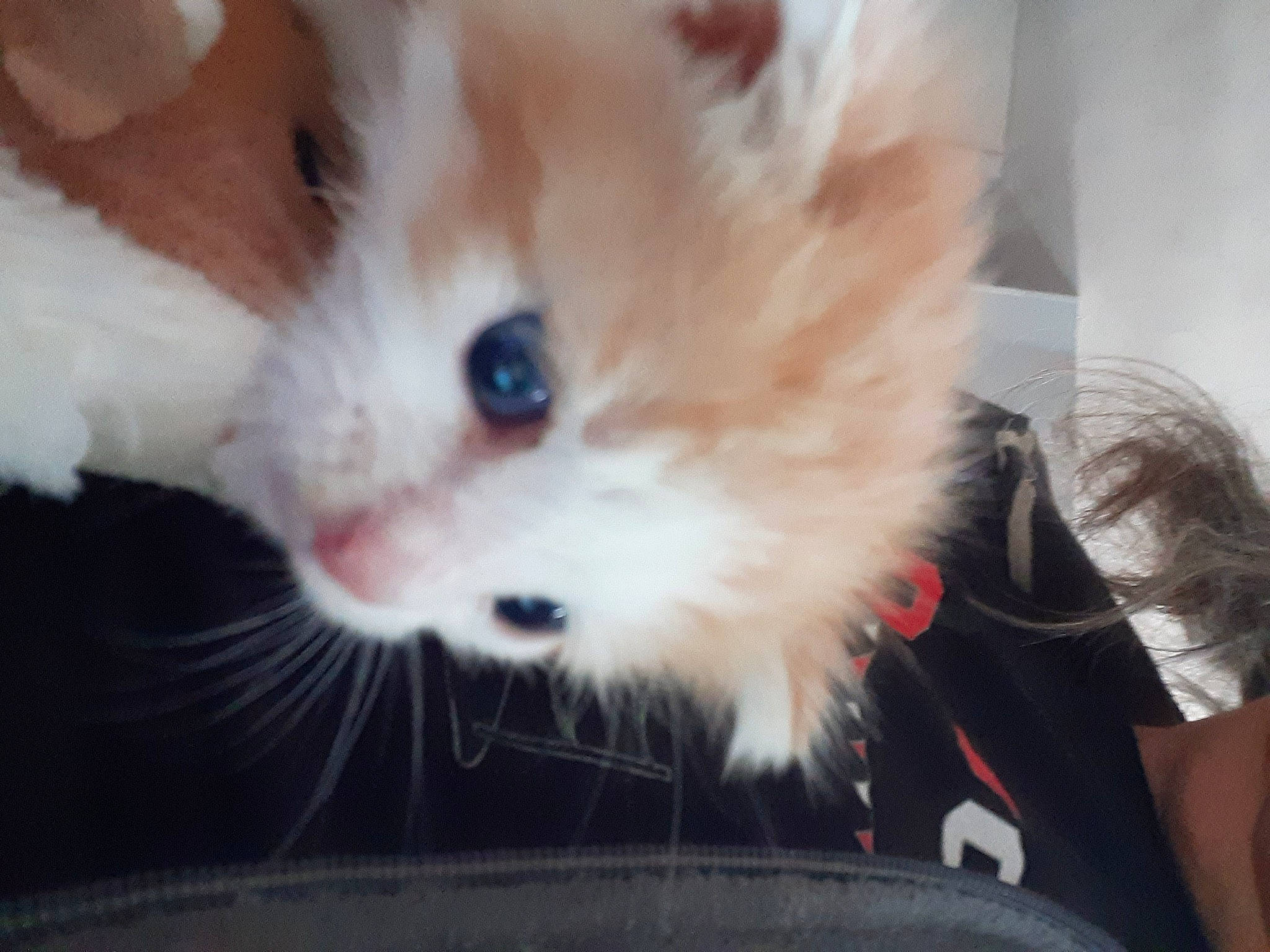 Victoire a rejoint le concours — aidez-le/la à gagner de superbes lots ! box, carnivore, cat, claw, companion_dog, domestic_short_haired_cat, eye, fawn, felidae, fur, paw, small_to_medium_sized_cats, snout, tail, whiskers