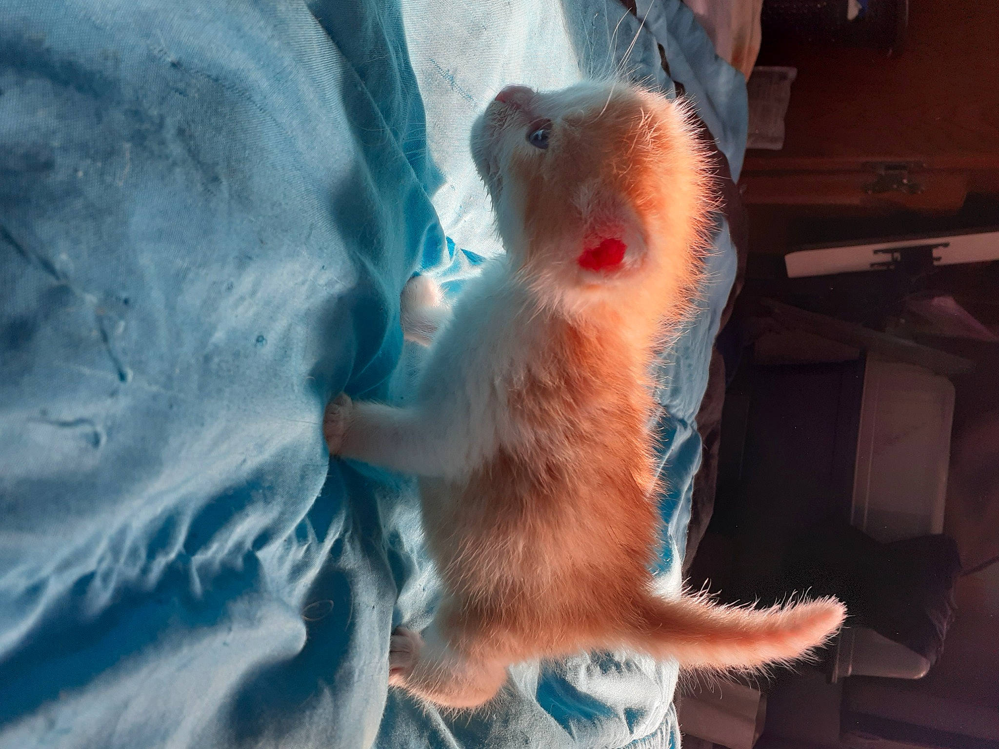 Victoire a rejoint le concours — aidez-le/la à gagner de superbes lots ! carnivore, claw, electric_blue, fawn, foot, fur, marsupial, mustelidae, mustelinae, paw, rodent, snout, tail, terrestrial_animal, whiskers, wildlife, window