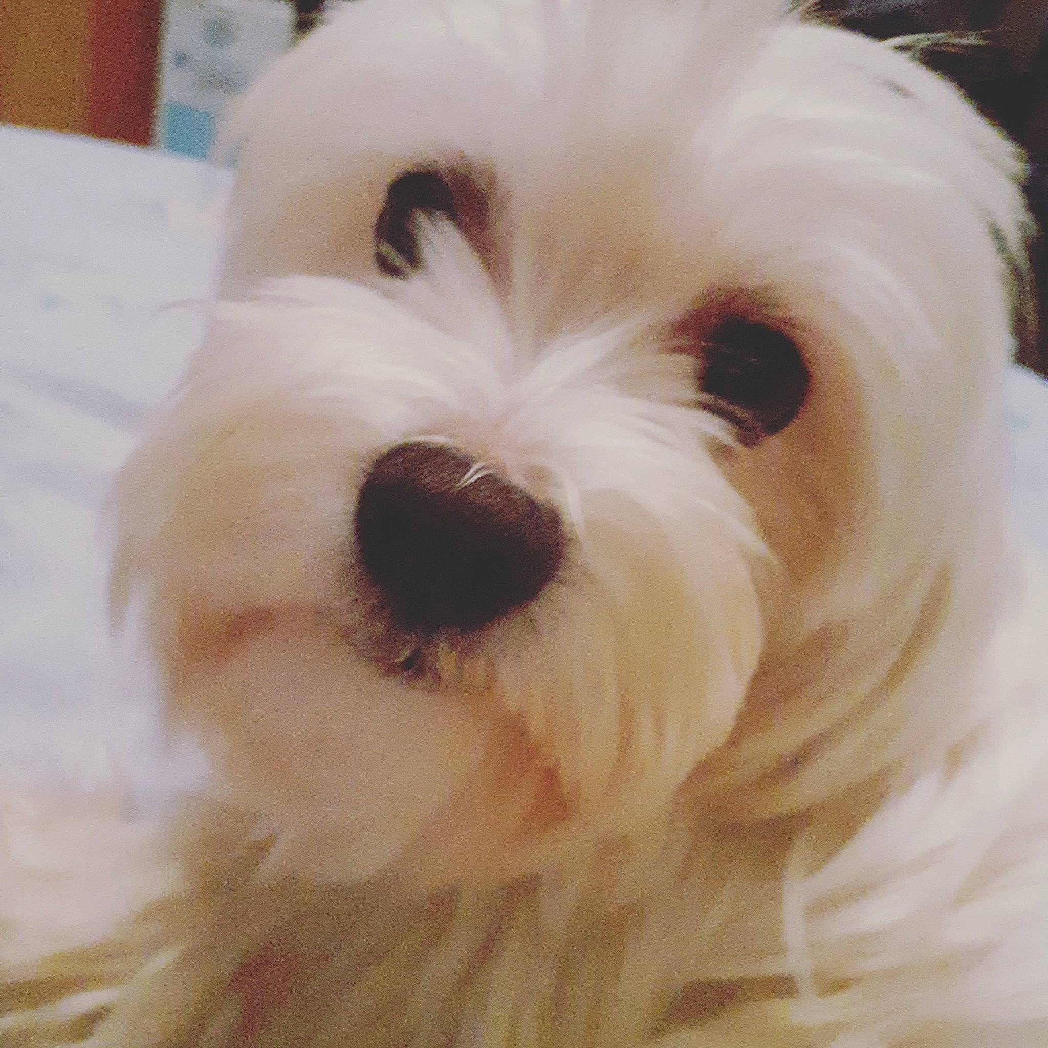 Princesse a rejoint le concours — aidez-le/la à gagner de superbes lots ! canidae, carnivore, companion_dog, dog, dog_breed, eye, fur, hair, head, mal_shi, maltepoo, non_sporting_group, plant, small_terrier, snout, sporting_group, terrier, toy_dog, working_animal