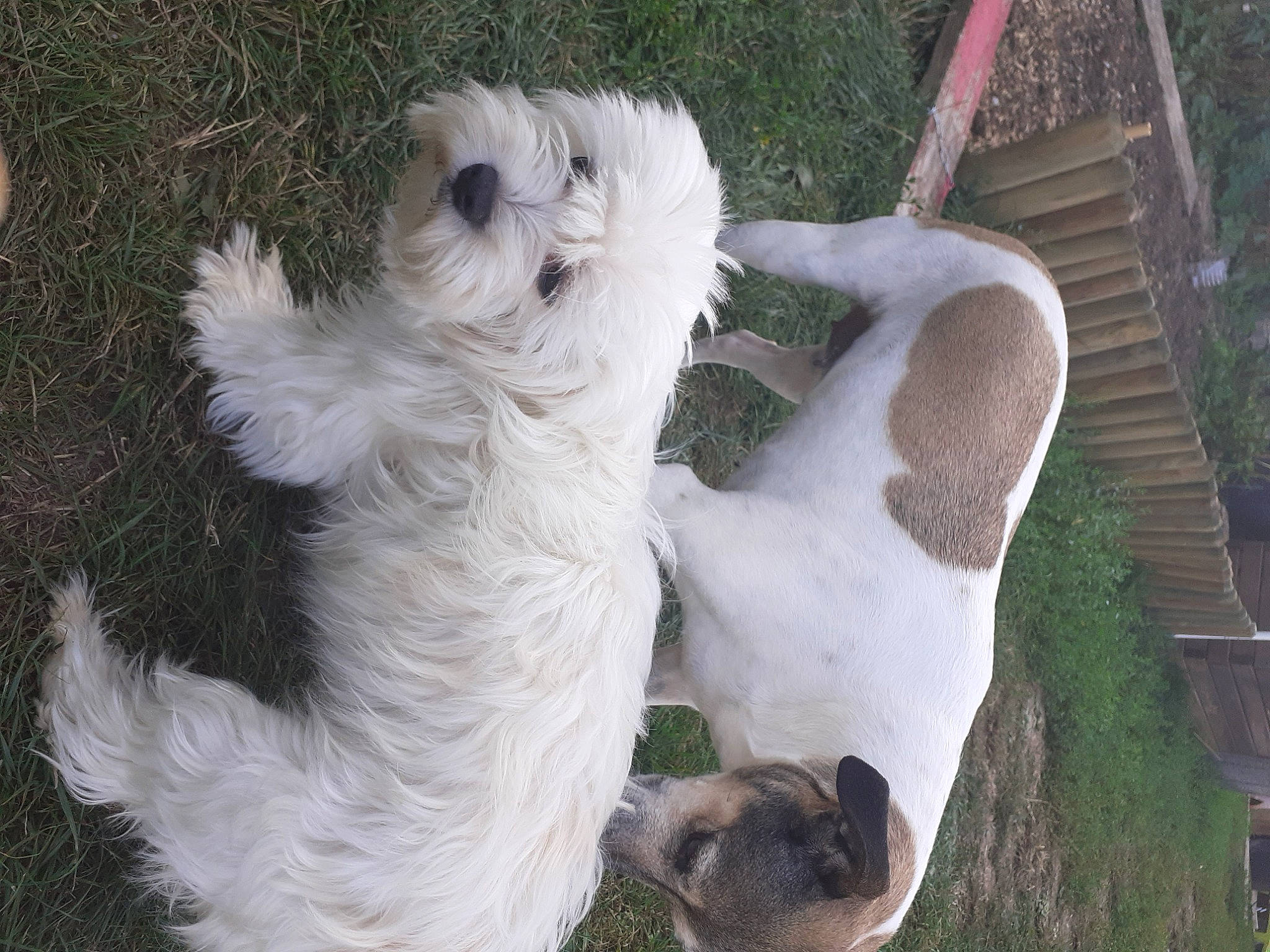 Princesse participe au concours pour gagner de l'argent avec cette photo : canidae, carnivore, companion_dog, dog, dog_breed, fawn, fur, grass, paw, plant, puppy, snout, sporting_group, stuffed_toy, tail, terrier, toy, toy_dog, wood, working_animal