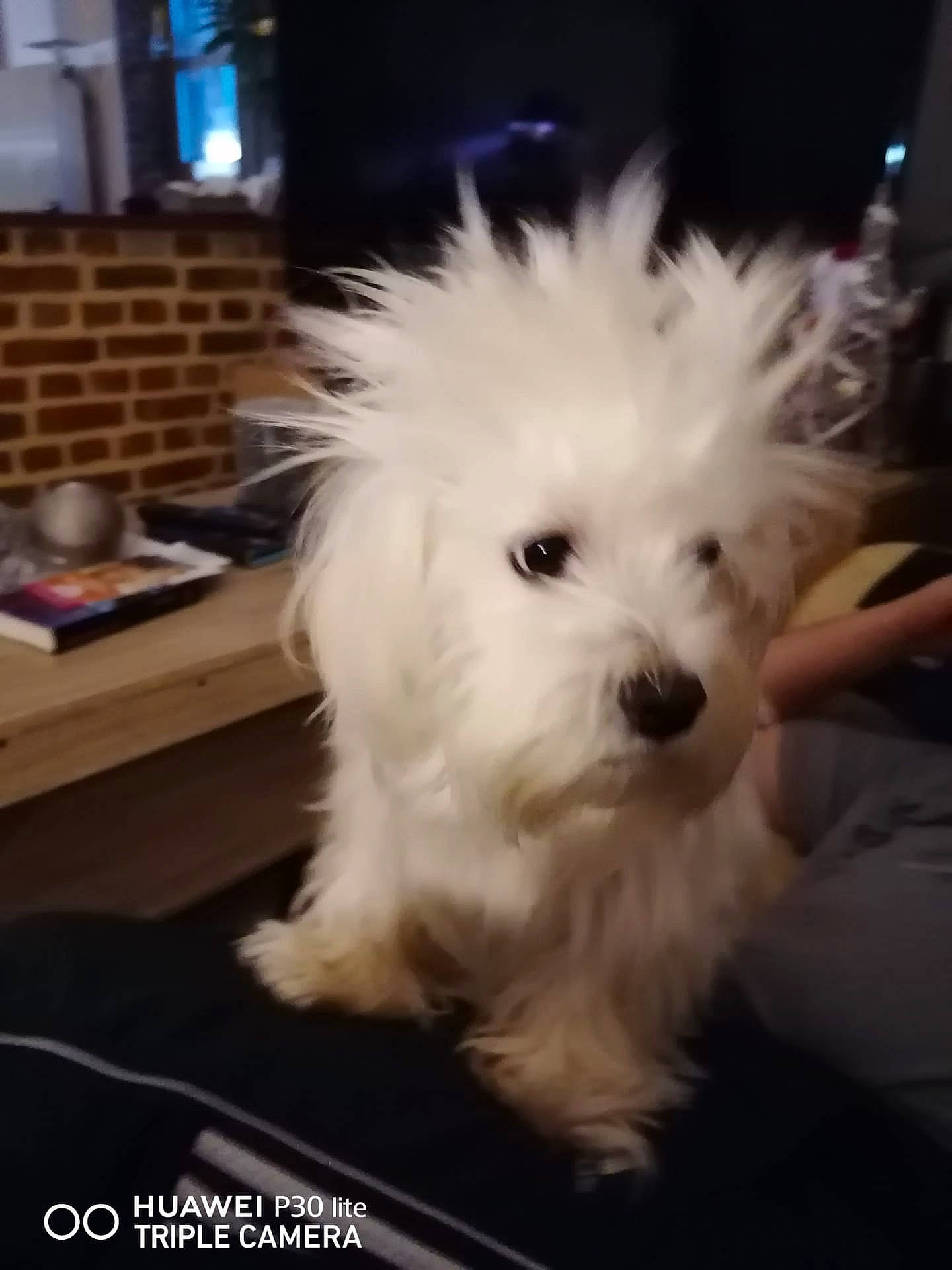 Princesse participe au concours pour gagner de l'argent avec cette photo : canidae, carnivore, companion_dog, dog, dog_breed, eye, fur, happy, maltepoo, non_sporting_group, poodle, poodle_crossbreed, puppy, shih_poo, small_terrier, sporting_group, terrier, toy_dog, yorkipoo