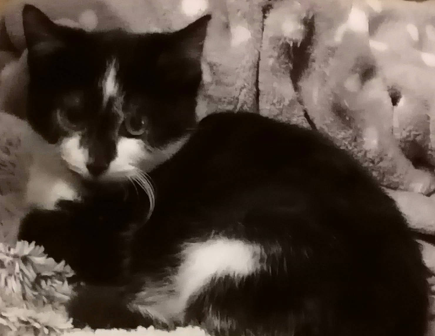 Blaky participe au concours pour gagner de l'argent avec cette photo : black_and_white, black_cat, carnivore, cat, cloud, comfort, domestic_short_haired_cat, felidae, fur, grass, mammal, monochrome, monochrome_photography, small_to_medium_sized_cats, snout, style, tail, tints_and_shades, vertebrate, whiskers