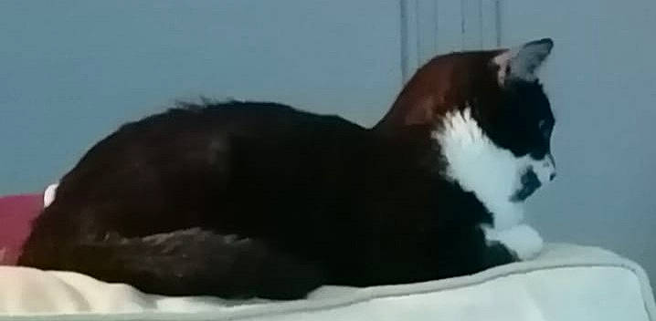 Blaky a rejoint le concours — aidez-le/la à gagner de superbes lots ! carnivore, cat, cat_supply, comfort, domestic_short_haired_cat, felidae, fur, paw, small_to_medium_sized_cats, snout, tail, terrestrial_animal, whiskers