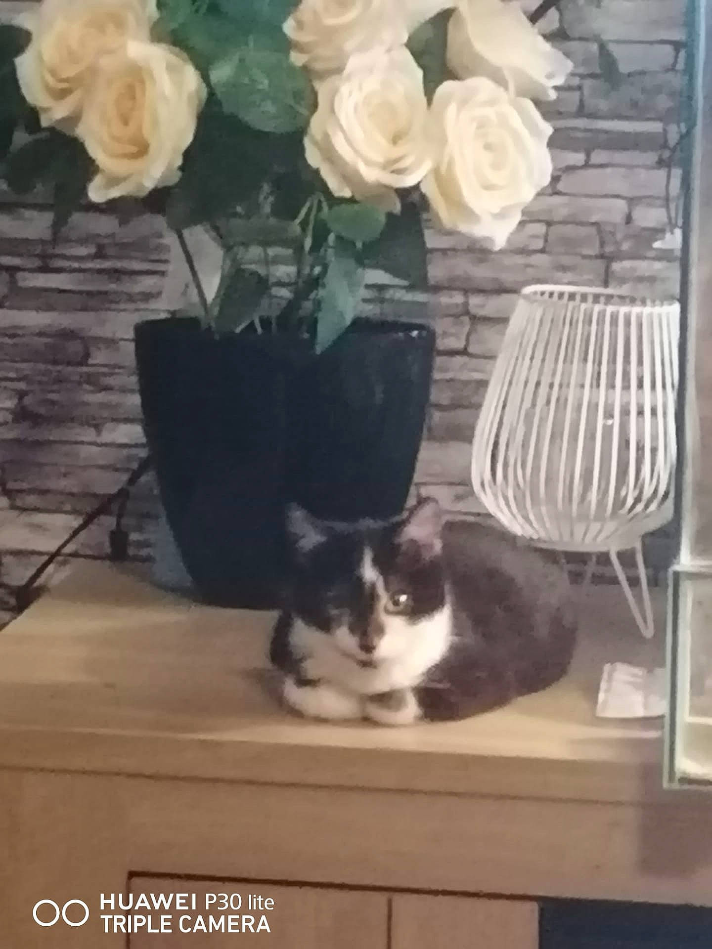 Blaky a rejoint le concours — aidez-le/la à gagner de superbes lots ! artificial_flower, black, carnivore, cat, felidae, flooring, flower, flowerpot, hardwood, hybrid_tea_rose, petal, plant, rose, rose_family, rose_order, small_to_medium_sized_cats, table, whiskers, white, wood