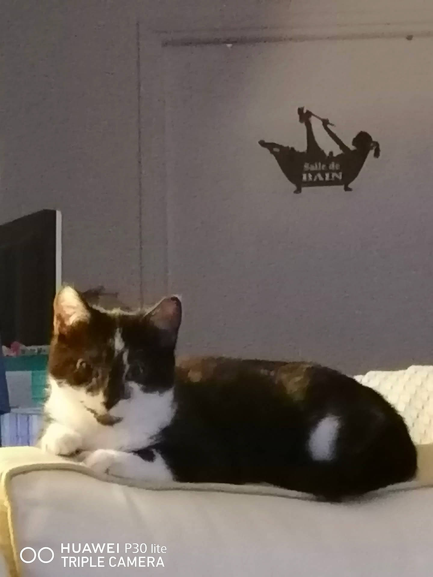 Blaky a rejoint le concours — aidez-le/la à gagner de superbes lots ! art, carnivore, cat, comfort, domestic_short_haired_cat, felidae, fur, grey, hardwood, paw, photo_caption, rectangle, room, sitting, small_to_medium_sized_cats, square, tail, whiskers, window, wood