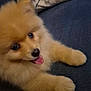 dog, puppy, pomeranian, fluffy, tongue_out, cute, pet, animal, indoor, couch, pillow, fur, small_dog, happy, face, paw, resting, companion, domestic_animal, friendly