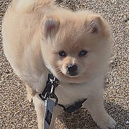 Alma a rejoint le concours — aidez-le/la à gagner de superbes lots ! puppy, dog, leash, harness, gravel, outdoor, cute, fluffy, pet, young, animal, small, walking, canine, furry, playful, companion, adorable, friendly, standing