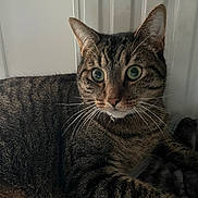 Figaro a rejoint le concours — aidez-le/la à gagner de superbes lots ! animal, blanket, cat, closeup, curious, ears, eyes, face, feline, fur, indoor, pet, relaxed, resting, soft_light, striped, tabby, wall, whiskers, window