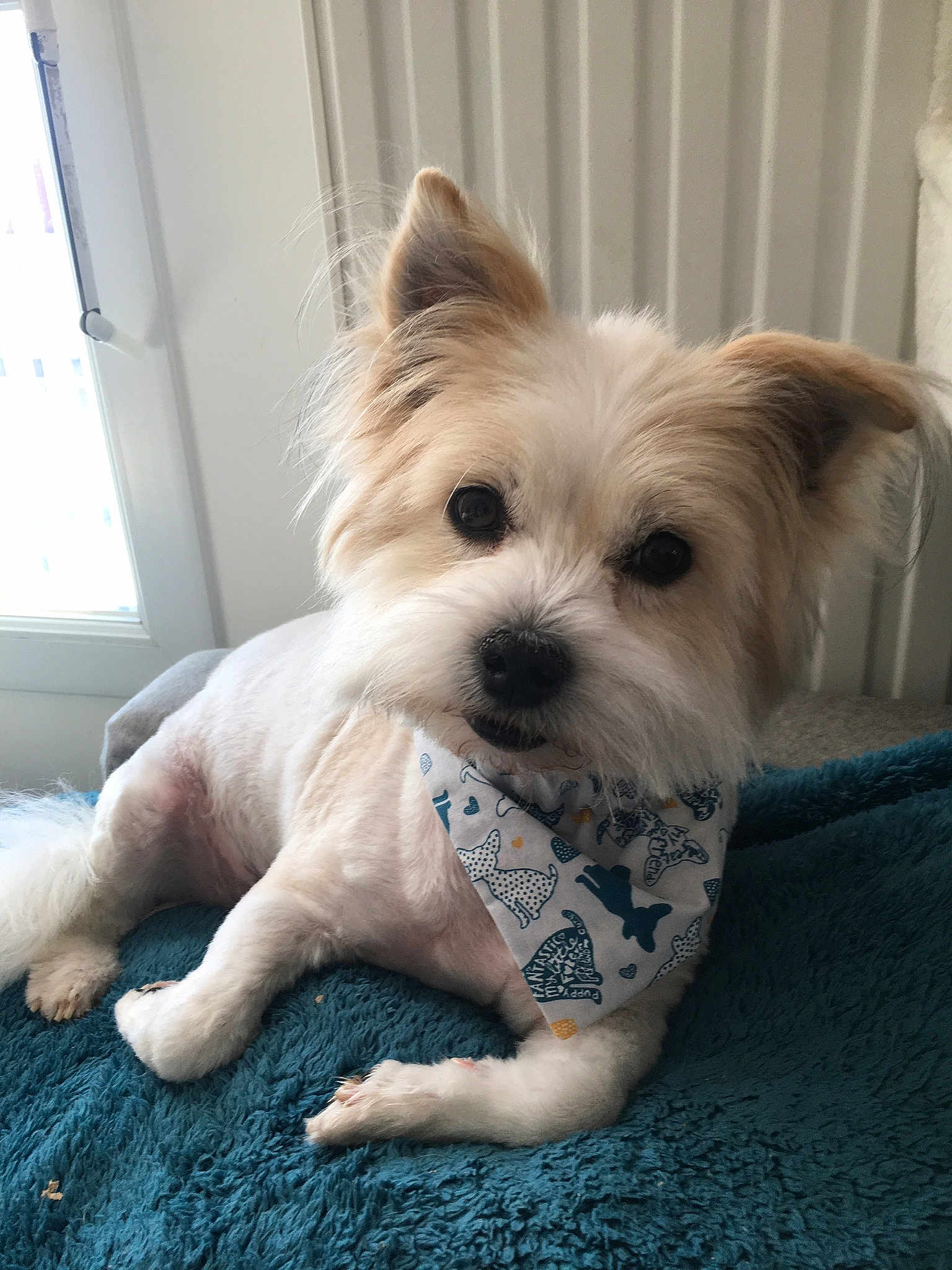 Gizmo